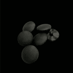 11610_dugme