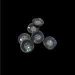 3245_dugme